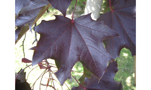 Acer 'Royal Red' (platanoïdes) - Érable de Norvège 'Royal Red'